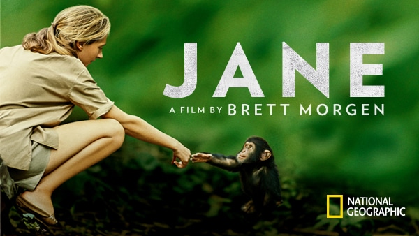 Jane Goodall reaching out to a baby chimpanzee