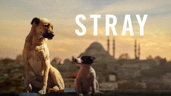 Title art for the documentary Stray